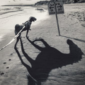 Off-Leash