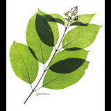 グッドモーニング