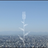 蕾(つぼみ)