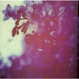 Cherry trees
